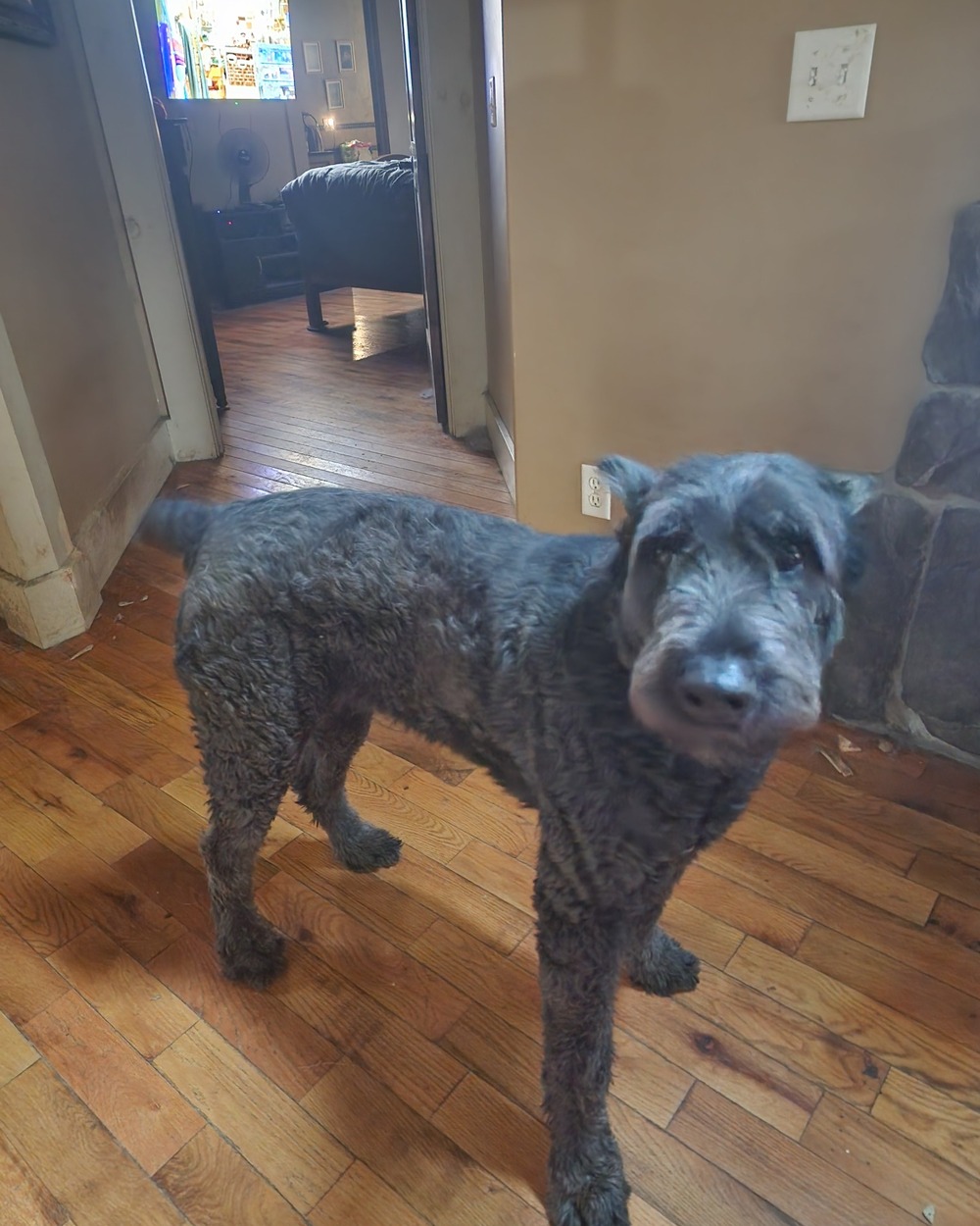 Hensley, black female Bouvier des Flandres