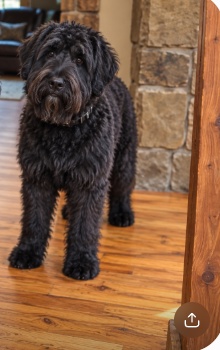 Lenora, black female Bouvier des Flandres