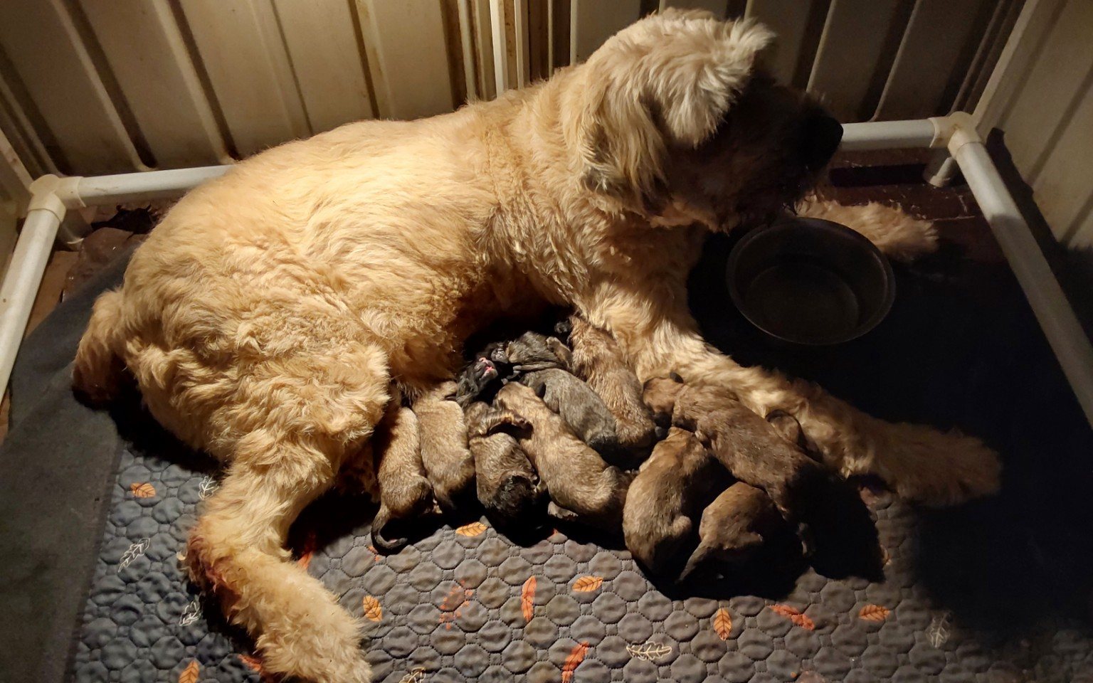 Newborn CC Bouviers litter with dam