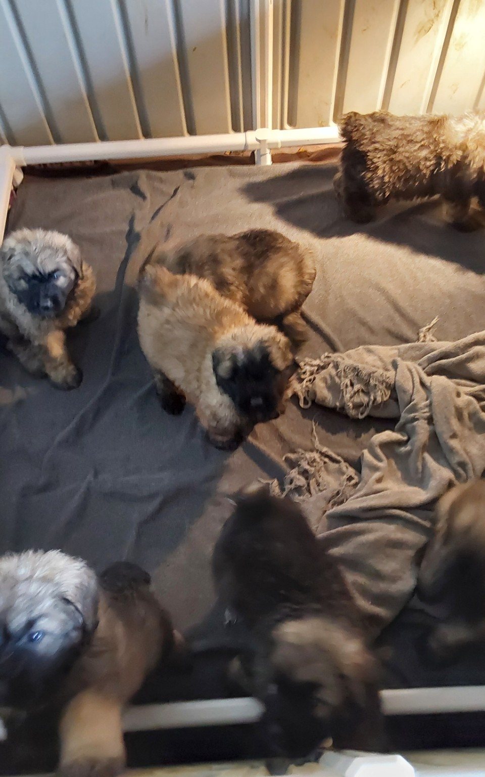 CC Bouviers puppies together