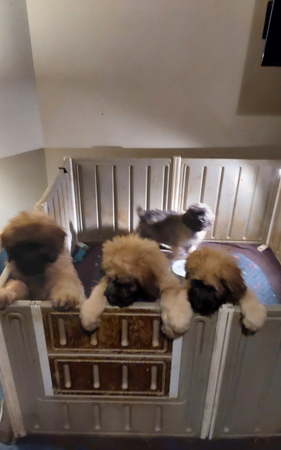 Young CC Bouviers puppies
