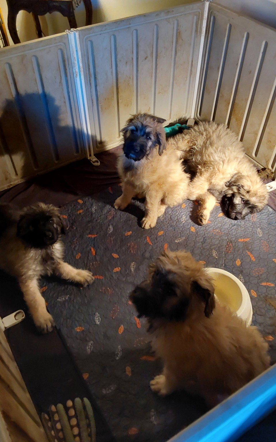 Young CC Bouviers puppies together